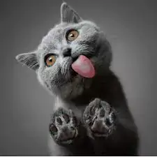 cat funny images